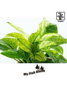 Anubias barteri var. nana ’Pinto’ - Tropica Dinamarca 2