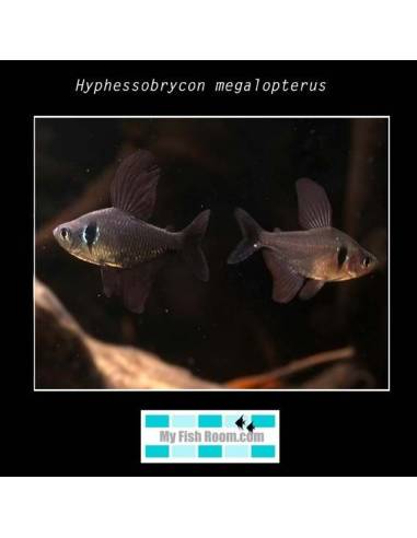 Megalamphodus megalopterus 3.5-4 1.95€