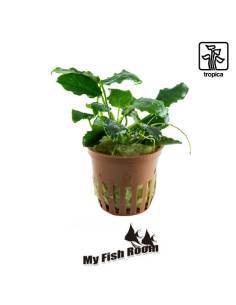 Anubias barteri var. nana ’Kirin’ - Tropica Dinamarca