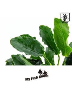 Anubias barteri var. nana ’Kirin’ - Tropica Dinamarca 2