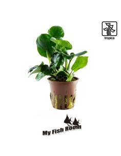 Anubias barteri ’Coin Leaf’ - Tropica Dinamarca