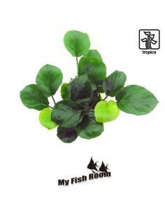 Anubias barteri ’Coin Leaf’ - Tropica Dinamarca 2