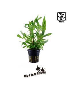 Hygrophila corymbosa 'Siamensis 53B' - Tropica Dinamarca