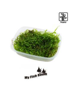 Taxiphyllum barbieri 'Bogor Moss' - musgo Tropica Dinamarca
