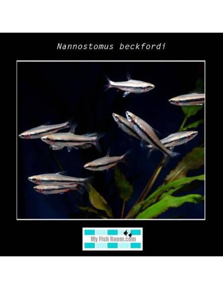 Nannostomus beckfordi 3-3.5 1.90€