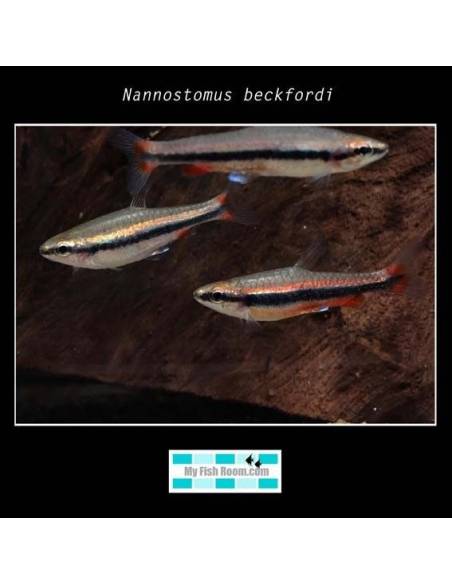 Nannostomus beckfordi 3-3.5 1.90€