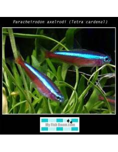 Paracheirodon axelrodi
