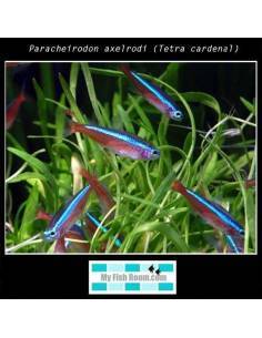Paracheirodon axelrodi 2