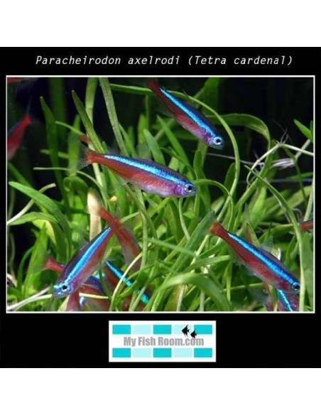 Paracheirodon axelrodi