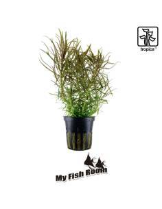 Pogostemon stellatus - Tropica Dinamarca