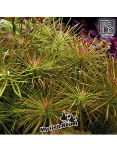 Pogostemon stellatus - Tropica Dinamarca 2