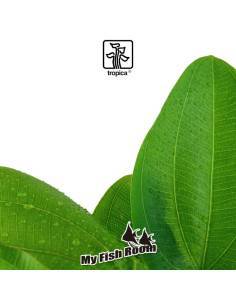 Echinodorus Aquartica - Tropica Dinamarca 2