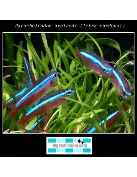 Paracheirodon axelrodi