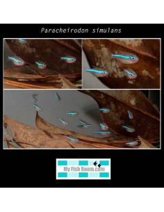 Paracheirodon simulans