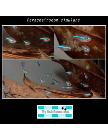 Paracheirodon simulans