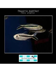 Thayeria boehlkei (tetra pinguino)