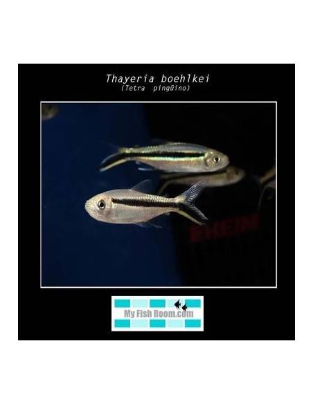 Thayeria boehlkei (tetra pinguino)
