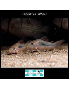 Corydoras aeneus