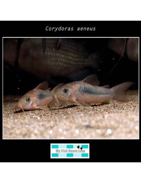 Corydoras aeneus