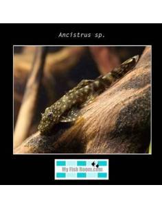 Ancistrus sp. 3-3.5 4.95€