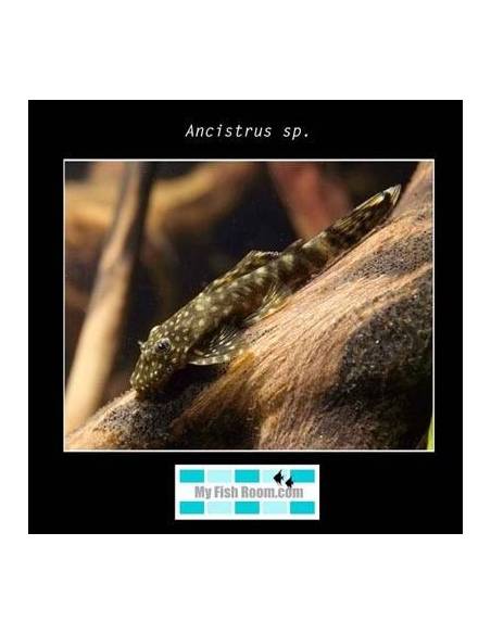 Ancistrus sp. 3-3.5 4.95€