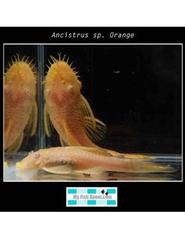 Ancistrus sp. Orange