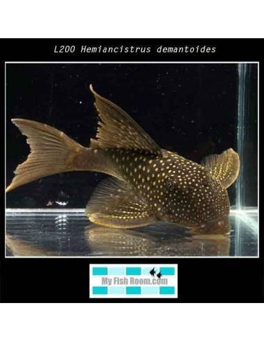 L200 Hemiancistrus demantoides