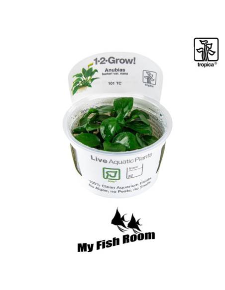 Anubias barteri nana 1-2 Grow! Tropica Dinamarca