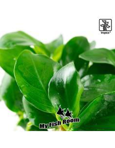 Anubias barteri nana 1-2 Grow! Tropica Dinamarca 2