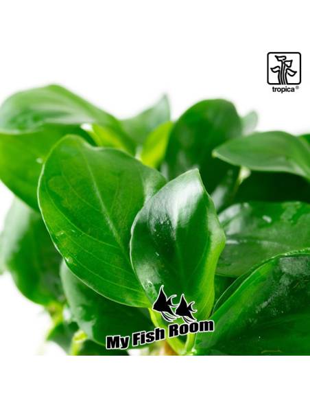 Anubias barteri nana 1-2 Grow! Tropica Dinamarca