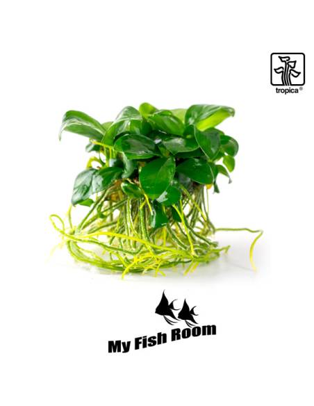 Anubias barteri nana 1-2 Grow! Tropica Dinamarca