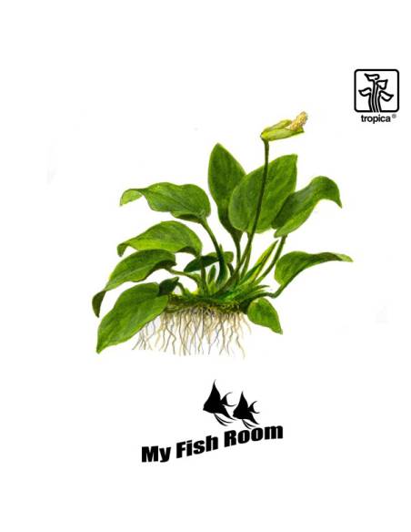 Anubias barteri nana 1-2 Grow! Tropica Dinamarca