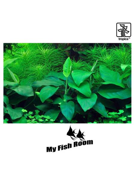 Anubias barteri nana 1-2 Grow! Tropica Dinamarca