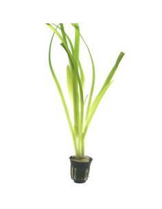 Vallisneria americana 'Gigantea' - Tropica Dinamarca