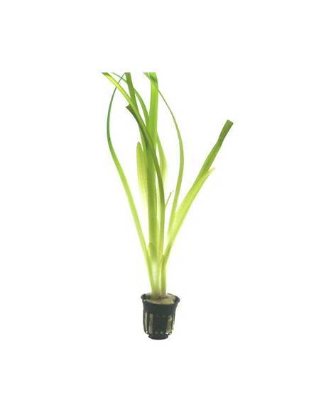 Vallisneria americana 'Gigantea' - Tropica Dinamarca