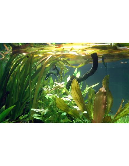 Vallisneria americana 'Gigantea' - Tropica Dinamarca