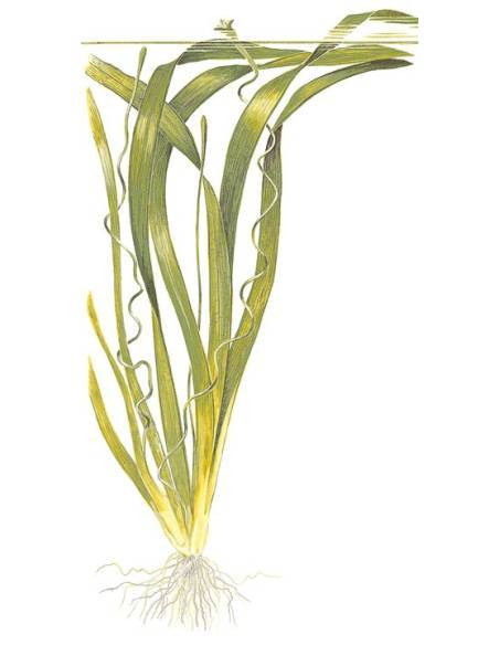 Vallisneria americana 'Gigantea' - Tropica Dinamarca