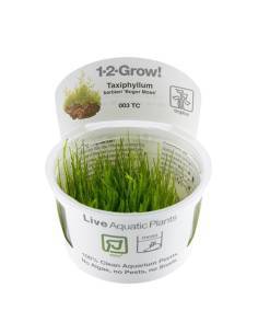 Taxiphyllum barbieri 'Bogor Moss' - musgo 1-2 Grow! Tropica Dinamarca