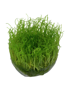Taxiphyllum barbieri 'Bogor Moss' - musgo 1-2 Grow! Tropica Dinamarca 2