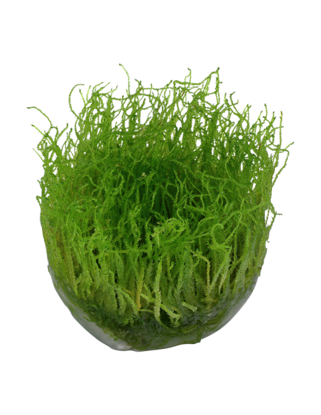 Taxiphyllum barbieri 'Bogor Moss' - musgo 1-2 Grow! Tropica Dinamarca