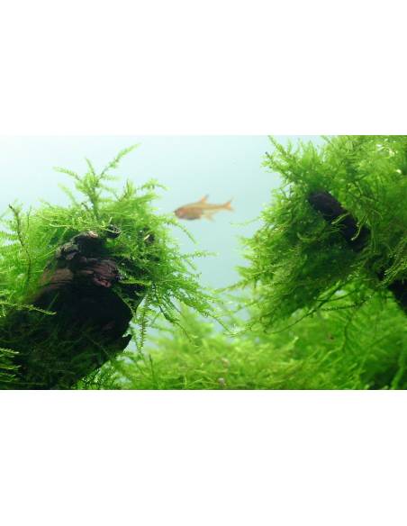 Taxiphyllum barbieri 'Bogor Moss' - musgo 1-2 Grow! Tropica Dinamarca