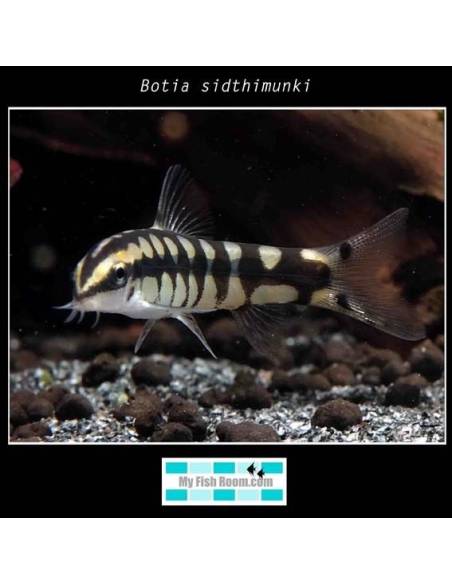 Botia sidthimunki