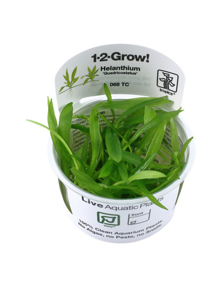 Helanthium bolivianum 'Quadricostatus' 1-2 Grow! Tropica Dinamarca
