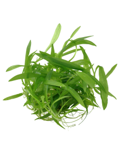 Helanthium bolivianum 'Quadricostatus' 1-2 Grow! Tropica Dinamarca 2