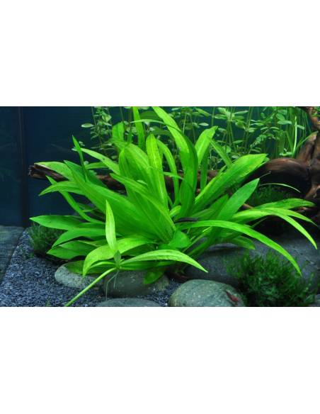 Helanthium bolivianum 'Quadricostatus' 1-2 Grow! Tropica Dinamarca