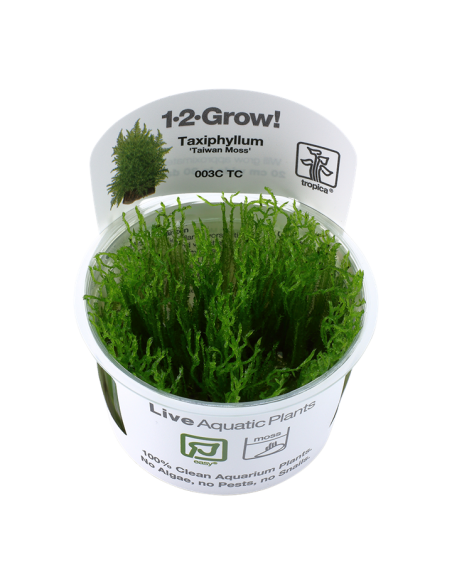 Taxiphyllum alternans 'Taiwan Moss' - musgo 1-2 Grow! Tropica Dinamarca