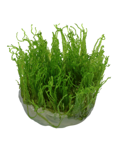 Taxiphyllum alternans 'Taiwan Moss' - musgo 1-2 Grow! Tropica Dinamarca 2