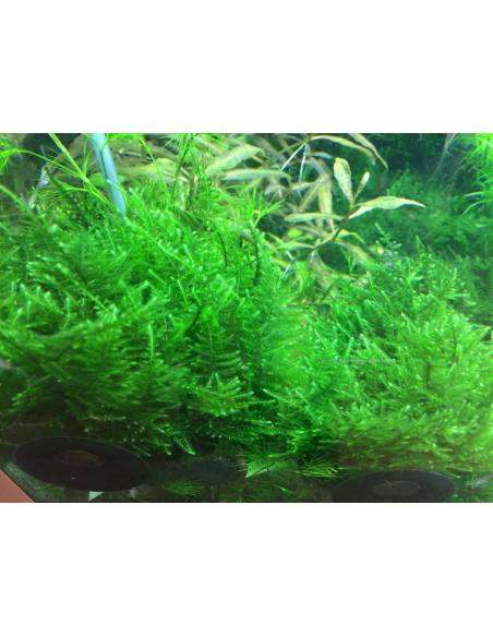 Taxiphyllum alternans 'Taiwan Moss' - musgo 1-2 Grow! Tropica Dinamarca