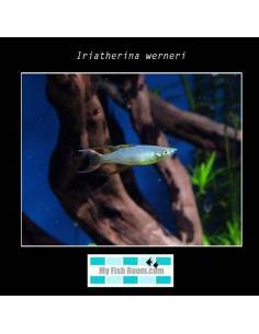 Iriatherina werneri