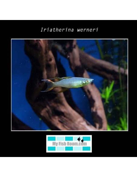 Iriatherina werneri